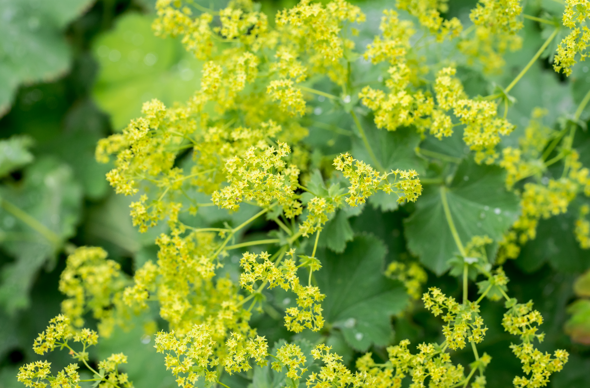 Tigofem Lady’s Mantle Complex – Refill